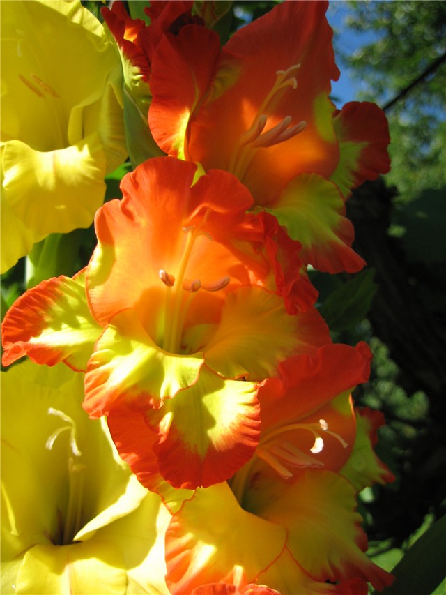 gladiole